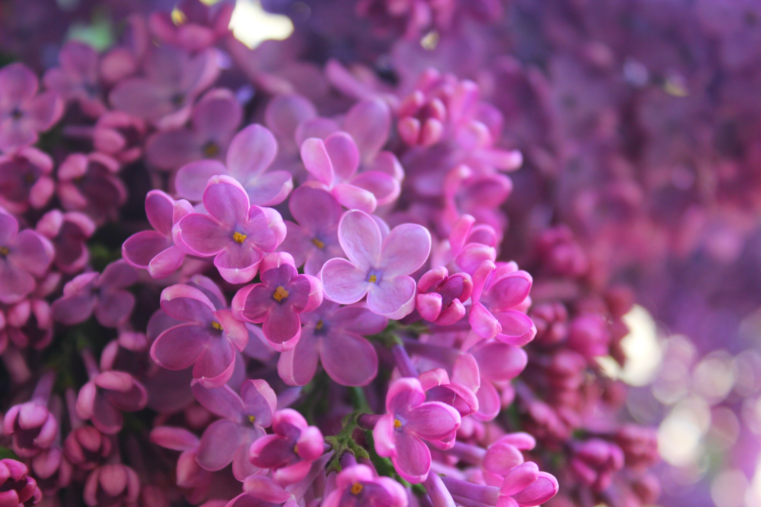 Beautiful Lilac Flowers